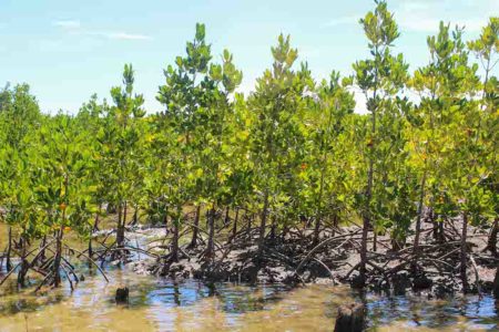 World Wetlands Day 2018