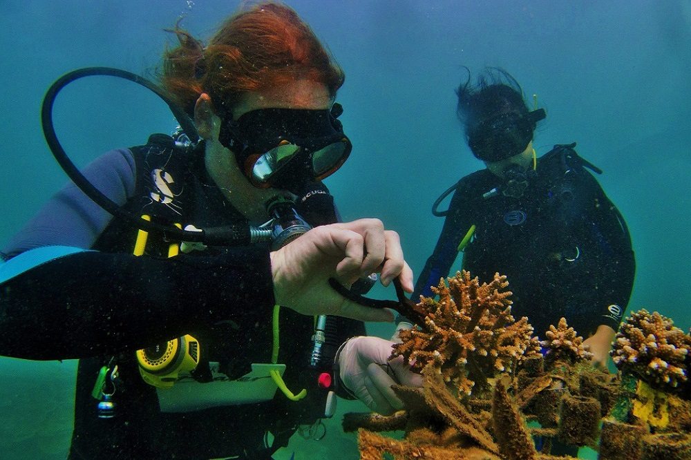 Internships - Reef Doctor - Marine Conservation