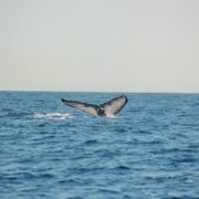 humpback whale