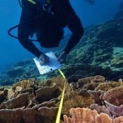 Reef surveying